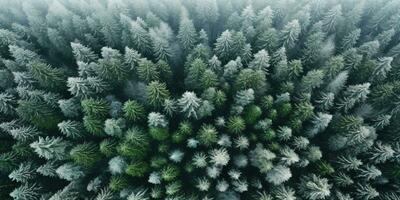 generativo ai, brumoso invierno abeto bosque hermosa paisaje en hipster Clásico retro estilo, hojas perennes arboles con espectáculo foto