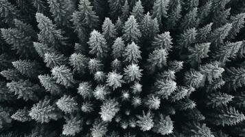 Generative AI, Misty winter fir forest beautiful landscape in hipster vintage retro style, evergreen trees with show photo