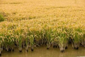 Golden agricultural field sown with rice photo