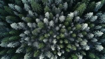 Generative AI, Misty winter fir forest beautiful landscape in hipster vintage retro style, evergreen trees with show photo