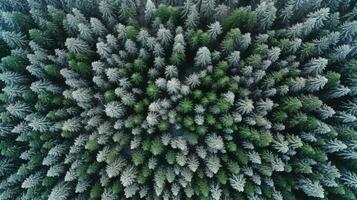 Generative AI, Misty winter fir forest beautiful landscape in hipster vintage retro style, evergreen trees with show photo