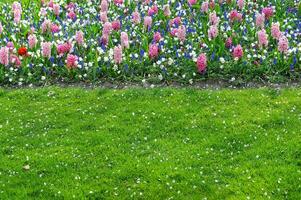 Tulips in the Keukenhof botanical garden, located in the Netherlands, the largest flower garden in the world photo