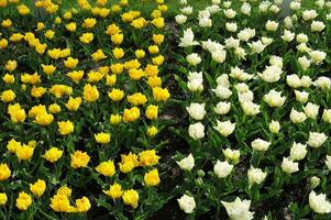 Tulips in the Keukenhof botanical garden, located in the Netherlands, the largest flower garden in the world photo