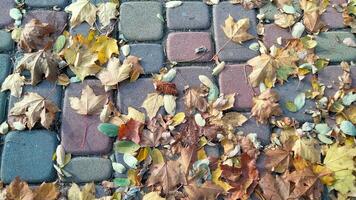 Autumn. Multicolored maple leaves lie on the grass. Colorful background image of fallen autumn leaves perfect for seasonal use photo