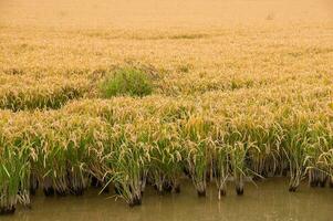 Golden agricultural field sown with rice photo