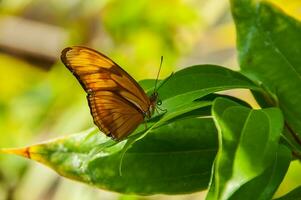 el belleza de el colores y modelo de un mariposa foto