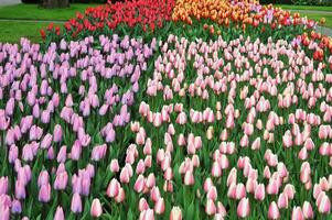 Tulips in the Keukenhof botanical garden, located in the Netherlands, the largest flower garden in the world photo