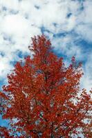 The natural beauty of autumn colors and falling leaves photo