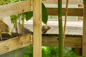 The beauty of the colors and pattern of a butterfly photo