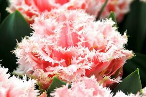 Tulips in the Keukenhof botanical garden, located in the Netherlands, the largest flower garden in the world photo