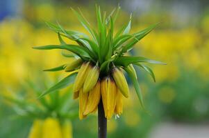 Detail of the Keukenhof botanical garden, located in the Netherlands, the largest flower garden in the world photo