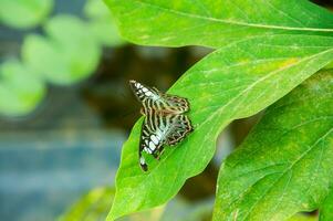 The beauty of the colors and pattern of a butterfly photo