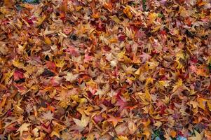 el natural belleza de otoño colores y que cae hojas foto