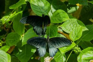 The beauty of the colors and pattern of a butterfly photo