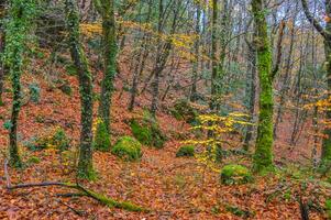 The natural beauty of autumn colors and falling leaves photo