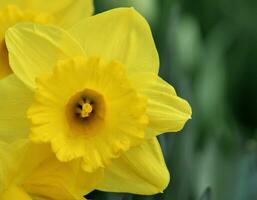 Daffodils in the Keukenhof botanical garden, located in the Netherlands, the largest flower garden in the world photo