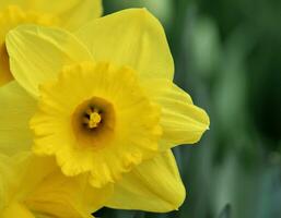 narcisos en el keukenhof botánico jardín, situado en el Países Bajos, el mas grande flor jardín en el mundo foto