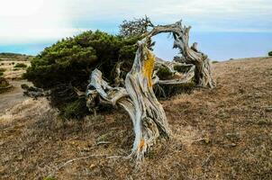 a tree that has fallen over on the side of a mountain photo