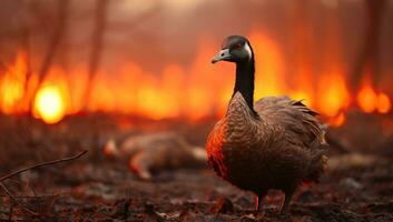 Red duck on the background of a burning forest. AI Generated. photo