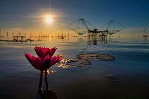 Dragonfly perched on a lotus with square dip net and the morning sunlight photo