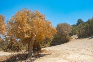 Olive tree in Akamas reserve near Pegeia in Cyprus photo