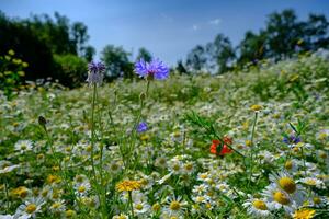 muchos flores en prado en naturaleza en verano de cerca macro en contra un azul cielo con nubes foto