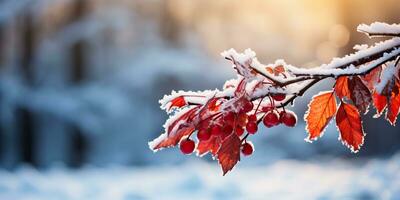 congelado rojo bayas en un rama en el invierno bosque a puesta de sol ai generado foto