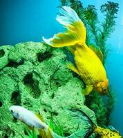 Several multi-colored bright fish swim in the aquarium. Aquarium with small pets. photo