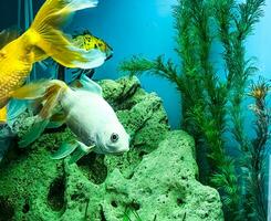 Several multi-colored bright fish swim in the aquarium. Aquarium with small pets. photo