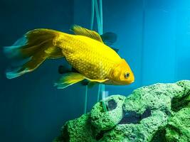 Several multi-colored bright fish swim in the aquarium. Aquarium with small pets. photo