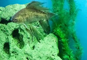 Several multi-colored bright fish swim in the aquarium. Aquarium with small pets. photo