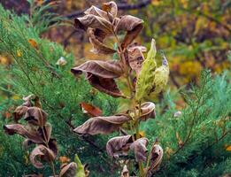 asclepias siriaca vainas con semillas común algodoncillo planta con texturizado inmaduro frutas salvaje sirio tordo folículos en tarde verano. vástago y cápsula de un perenne hierba. foto