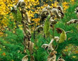 asclepias siriaca vainas con semillas común algodoncillo planta con texturizado inmaduro frutas salvaje sirio tordo folículos en tarde verano. vástago y cápsula de un perenne hierba. foto