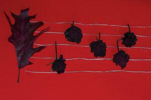 musical stave with an autumn leaf and dried roses on a red background photo