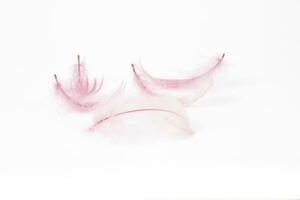 three  pink small feathers on white isolated background photo