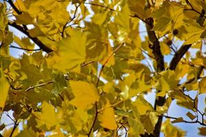 yellow golden autumnal tree leaves on a background of blue sky and white clouds photo