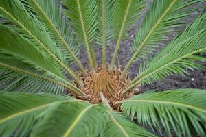 l interesting original exotic background of green palm leaf in close-up photo