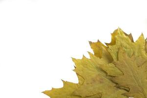 autumn leaf on white background photo