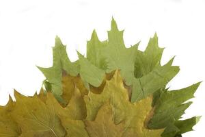 autumn leaf on white background photo