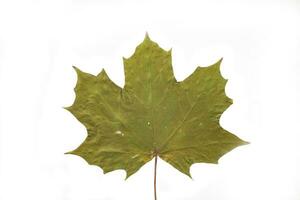 autumn leaf on white background photo