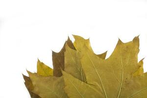 autumn leaf on white background photo