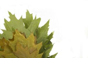 autumn leaf on white background photo