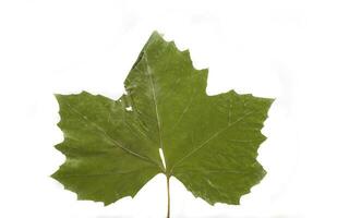 autumn leaf on white background photo