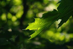 on tree green leaf photo