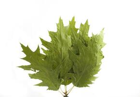 autumn leaf on white background photo