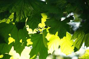 on tree green leaf photo