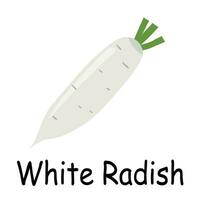 White radish illustration flat vector. Vegetables flashcard. Element for kitchen, cooking, super market, healthy lifestyle concept vector