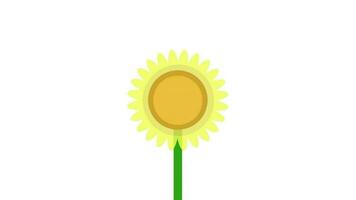 sunflower animation on white background video