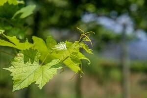 Soft and tender green sprig or vine in the air, close up on blurry green background photo