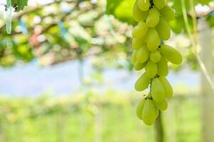 verde uvas con verde hojas antecedentes en el enredadera. Fresco frutas foto